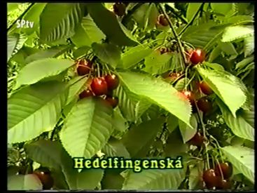 Kertészkedő